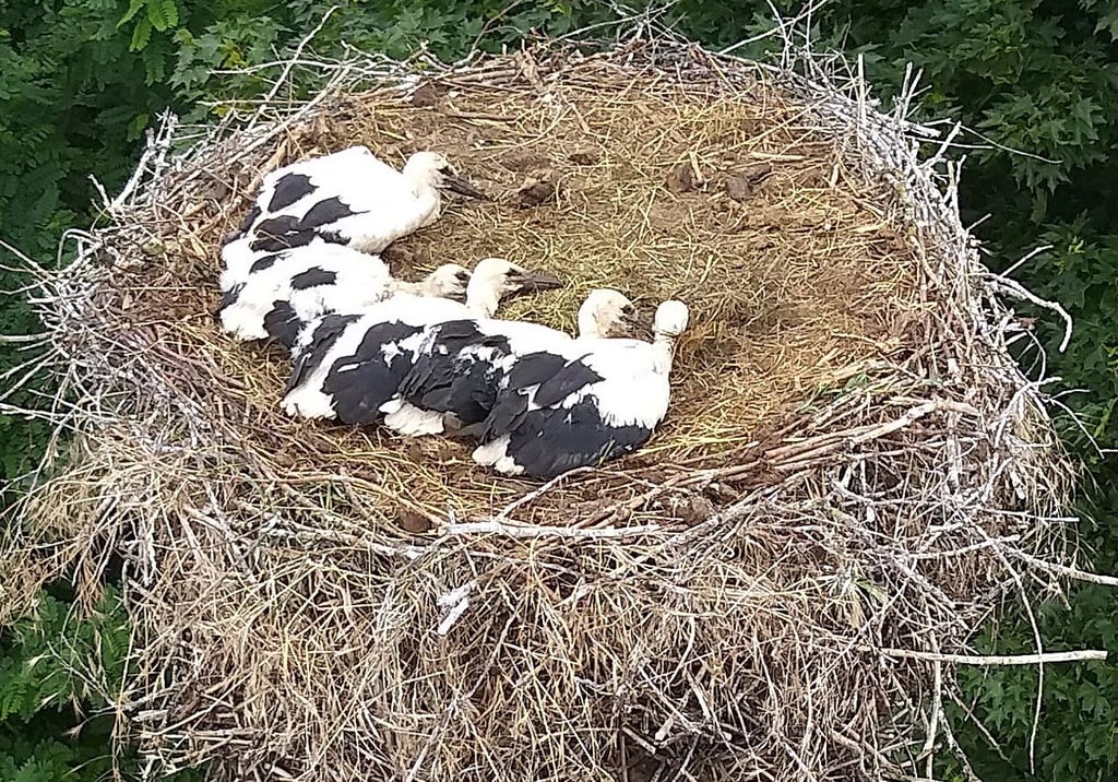 Aus fünf Eiern schlüpften in Plathe fünf Jungstörche - und haben alle überlebt.