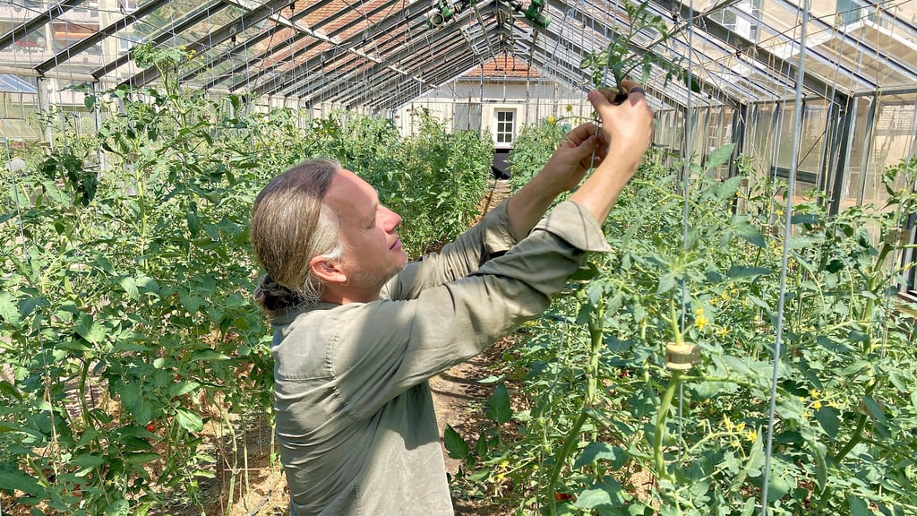 René Zimmermann schaut nach seinen Tomaten. Die ersten Fürchte sind bereits reif. Der Verkauf seiner Waren startet in wenigen Wochen.