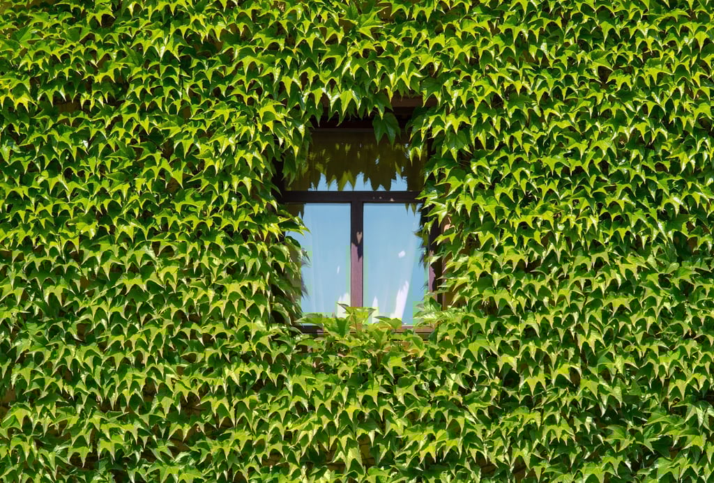 Grüner Hitzeschutz: Pflanzen können für mehr Kühle sorgen.