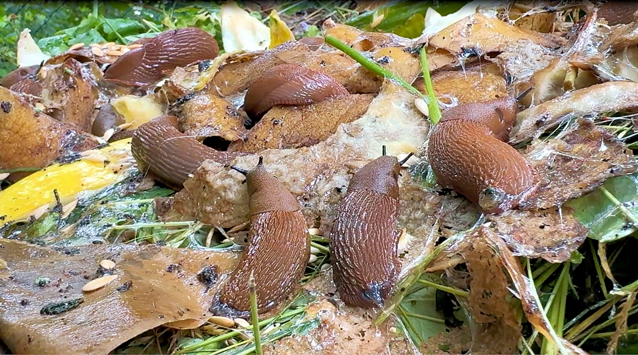 Wie man die Schneckenplage im Garten bekämpft Hilfreiche Ratschläge