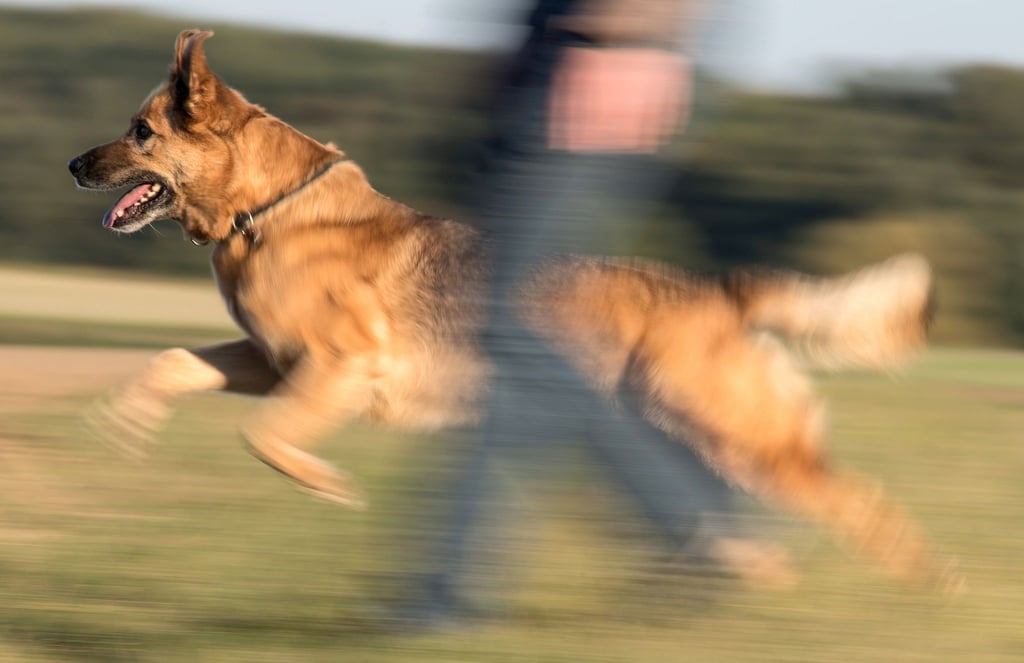 Ein Schäferhund-Mischling beim Spaziergang mit seinem Frauchen.