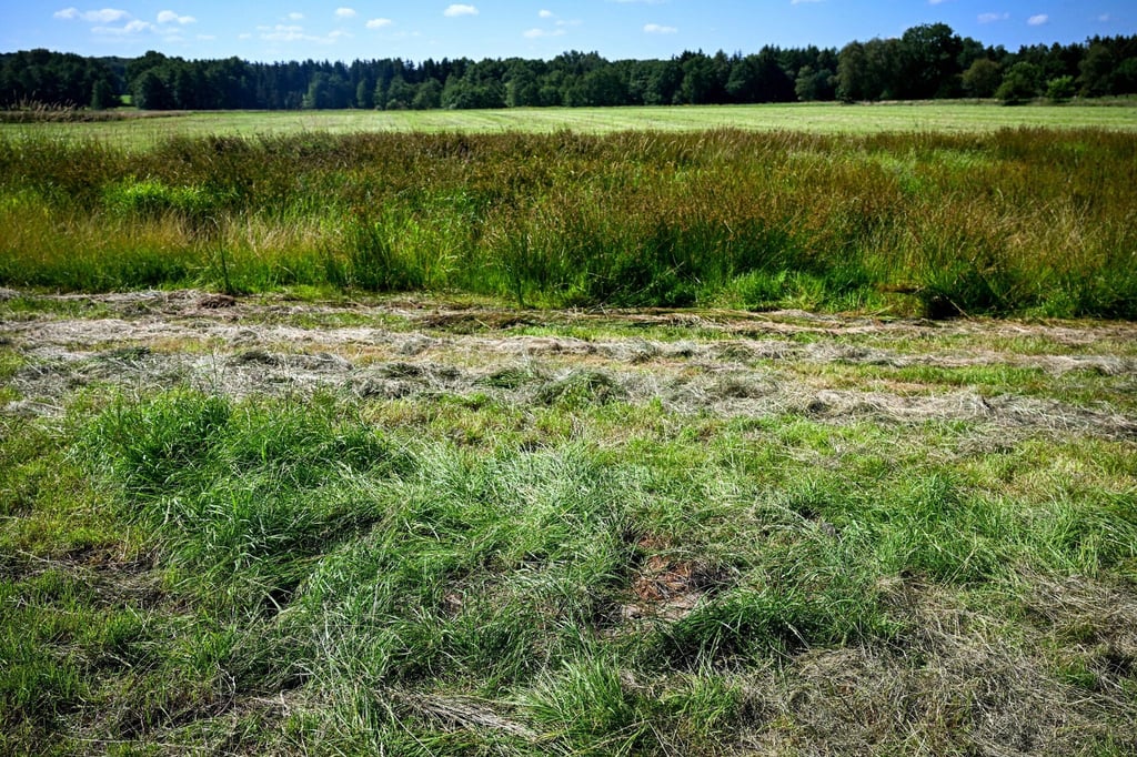 Eine teilweise abgemähte Wiese am Fundeort einer Kinderleiche im Landkreis Stade.