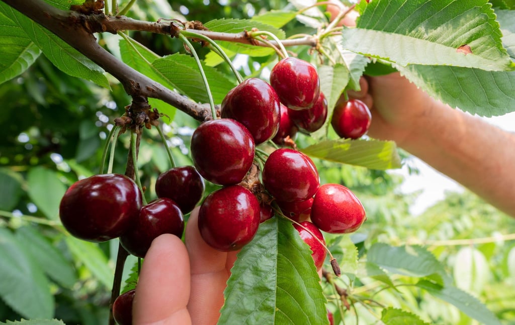 Süßkirschen wachsen in der Obstplantage Zabel in der Region Hannover.