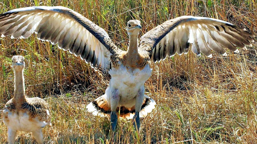 Protection for giant birds: Stendal district: Great bustards are welcome ...