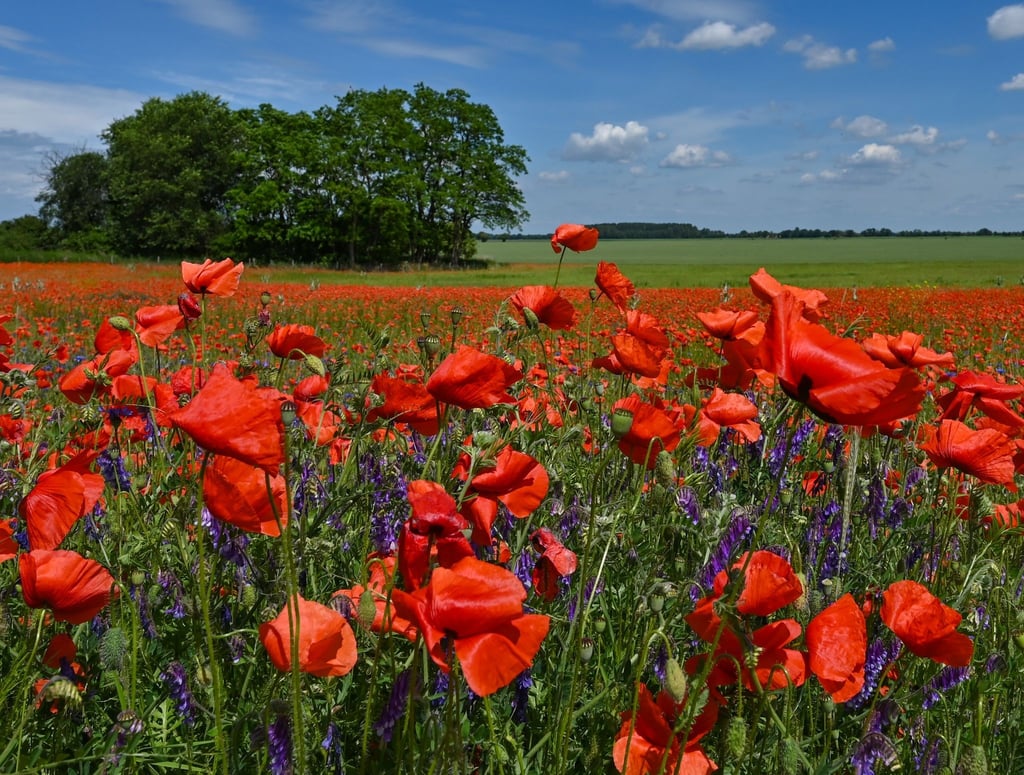 Die intensiv roten Blütenblätter vom Klatschmohn (Papaver rhoeas) und die violetten Blüten der Zottigen Wicke (Vicia villosa) blühen in der Mittagssonne auf einem Feld im Oderbruch im Osten von Brandenburg.