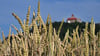 Getreide reift bei strahlendem Sonnenschein nahe der Wachsenburg.