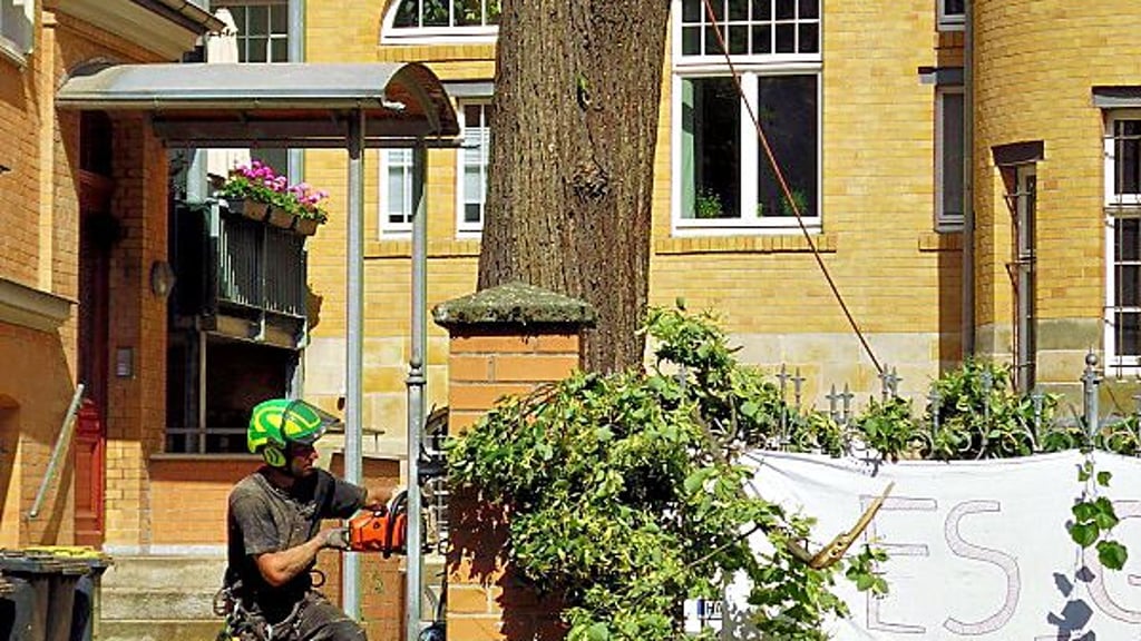 Am Mittwochnachmittag war die Linde in der Georg-Cantor-Straße in Halle fast verschwunden.