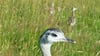 Exotische Vögel am Arendsee: Nandus bewegen sich hinter dem Zaun am Seeweg. Der Nachwuchs ist im hohen Gras kaum zu sehen.