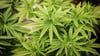 Ab 1. Juli können nicht-kommerzielle Anbauvereinigungen für Cannabis an den Start gehen.