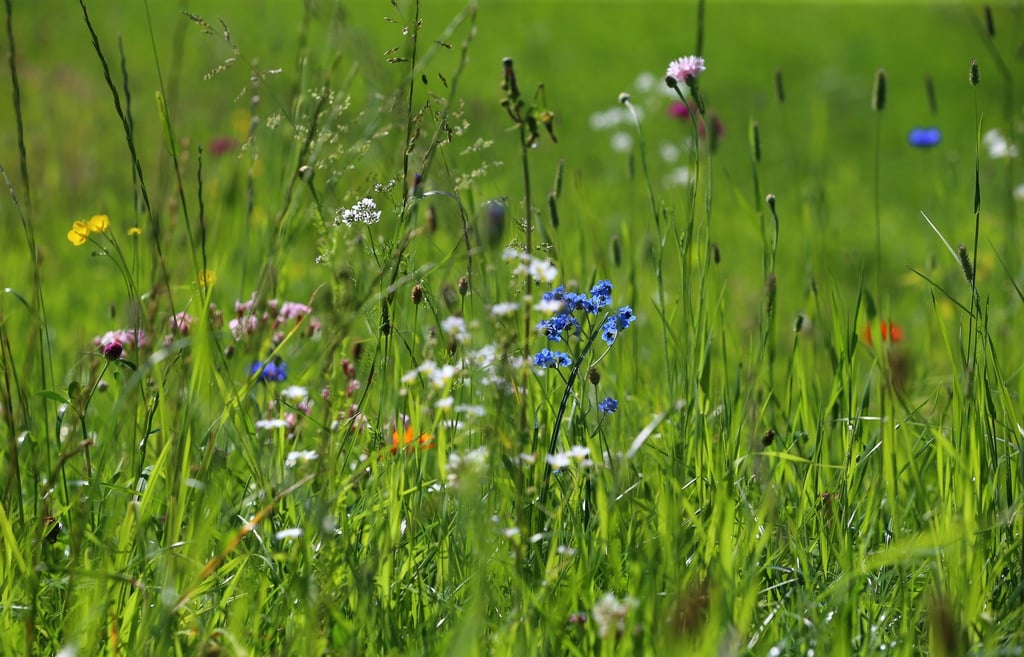 Akkurat war gestern. Ein bisschen Wildwuchs gefällt vor allem Insekten gut.