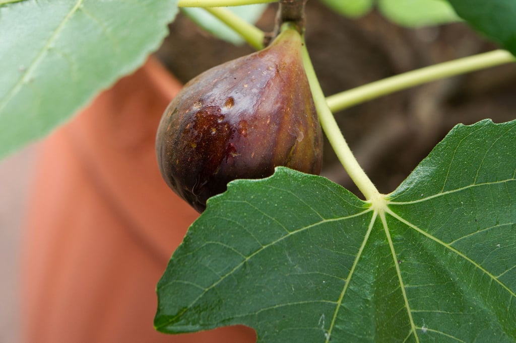 Eine Frage der Sorte: Wer Früchte am heimischen Feigenbaum haben möchte, sollte keine Ableger aus südlichen Ländern mitbringen, sondern im Gartencenter nach einem passenden Exemplar Ausschau halten.