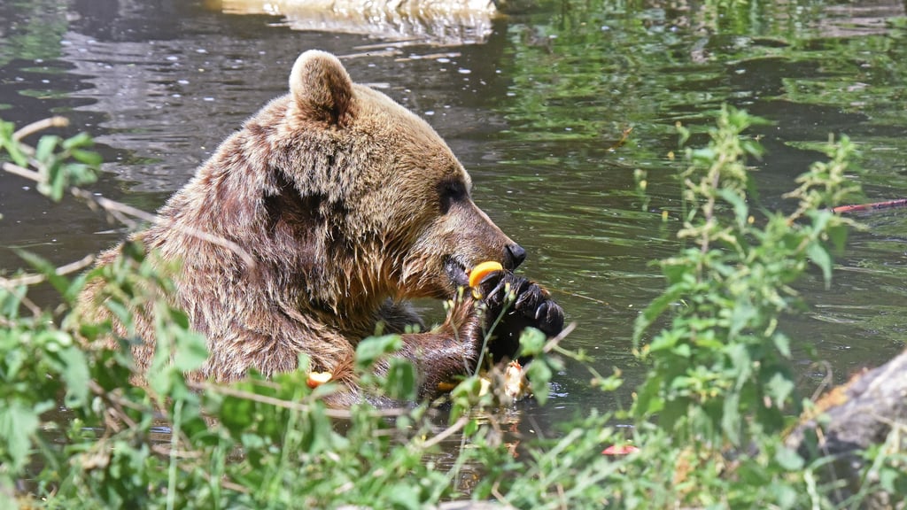 Bambam genießt bei diesen Temperaturen immer wieder ein Bad im Ascherslebener Zoo.