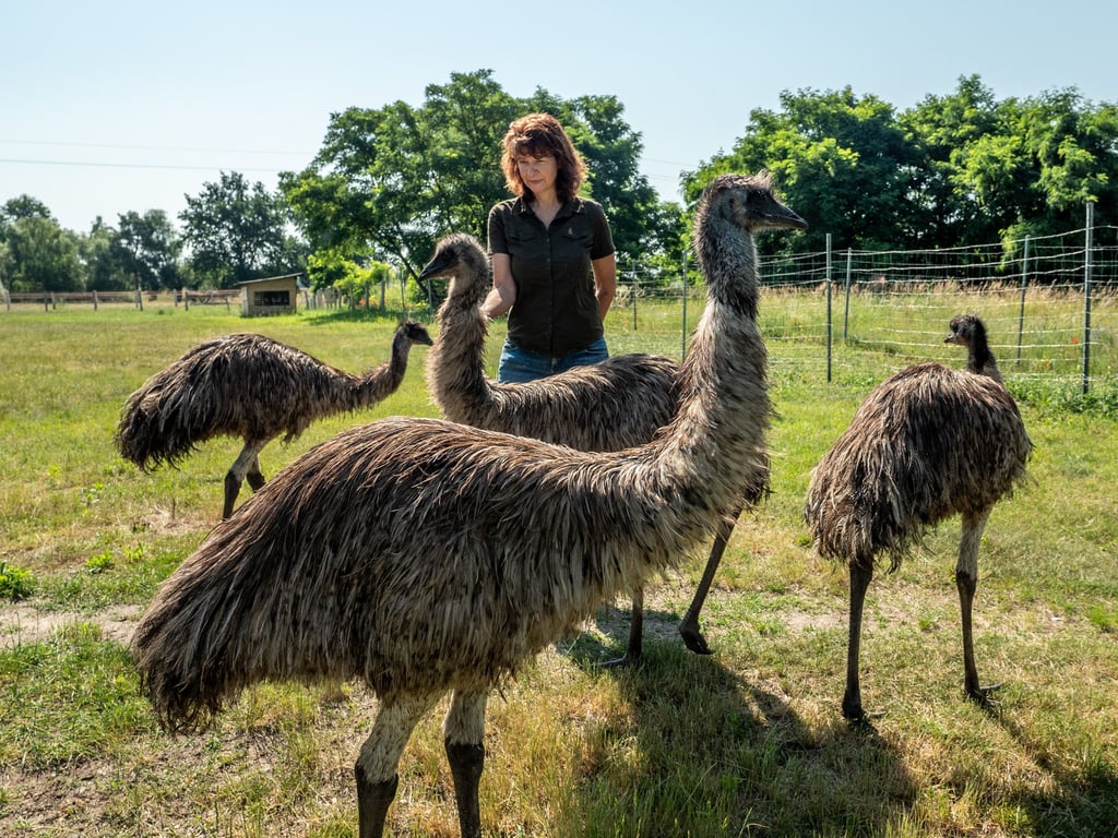 Simone Holldorf inmitten ihren Emus. Man erkennt sofort, dass sie bedeutend kleiner sind als der Vogel Strauß.