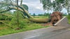 Beim Unwetter kippten entlang der K 2050 in Raguhn Bäume um. Die Straße wurde dabei an mehreren Stellen erheblich beschädigt und bleibt gesperrt.&nbsp;