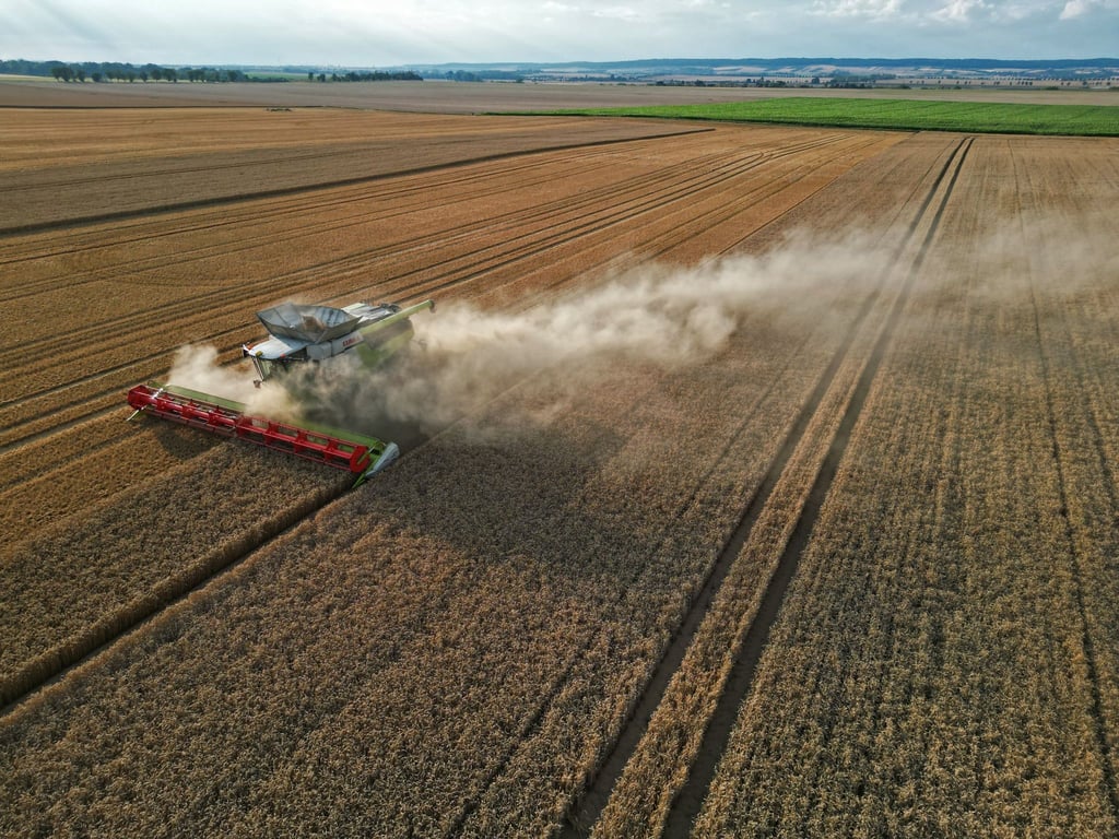 Ein Mähdrescher zieht eine große Staubwolke bei der Ernte auf einem Getreidefeld hinter sich her.