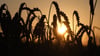 Weizen steht auf einem Feld am Stadtrand, während die Sonne aufgeht.