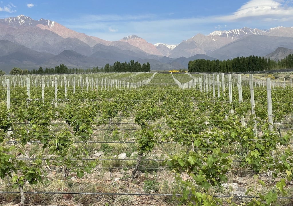 Trauben mit Kulisse: Die Weinreben der Bodega Casa de Uco liegen am Fuße der Anden.
