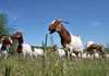 Seit dem Jahr 2007 sorgt der Verein dafür, dass über 100 Ziegen jährlich die steilen Hänge der Saale beweiden.