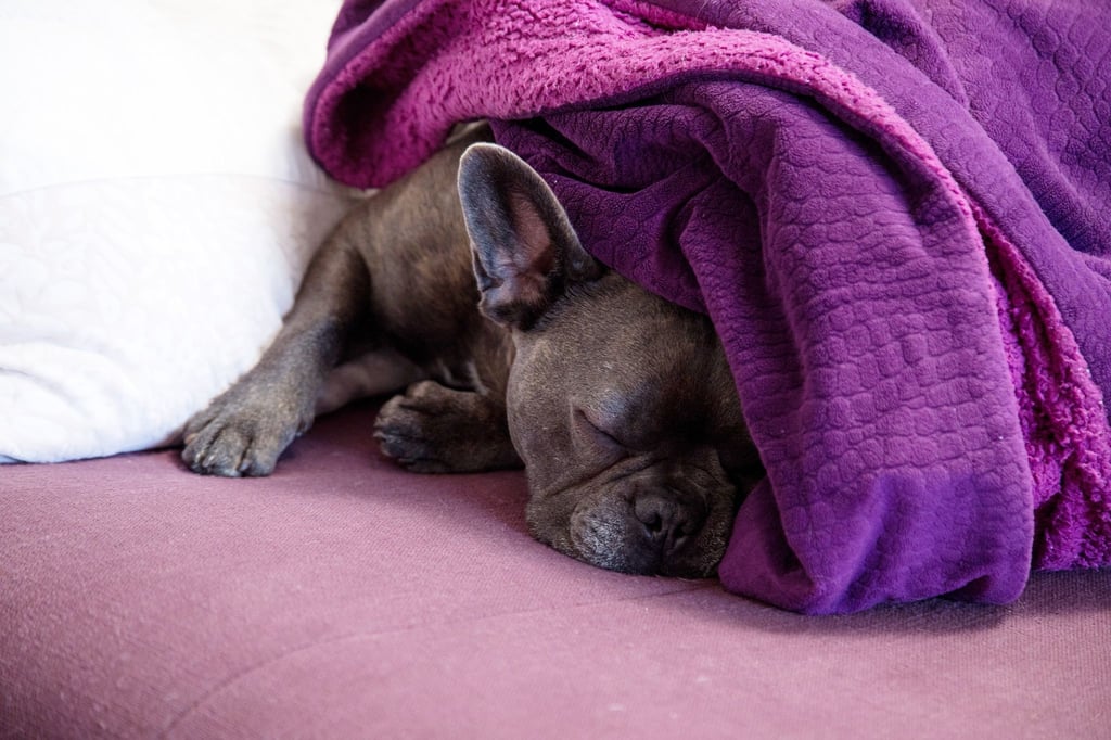 Fanzösische Bulldoggen haben sehr dünnes Fell. Für sie kann ein Mantel sinnvoll sein.