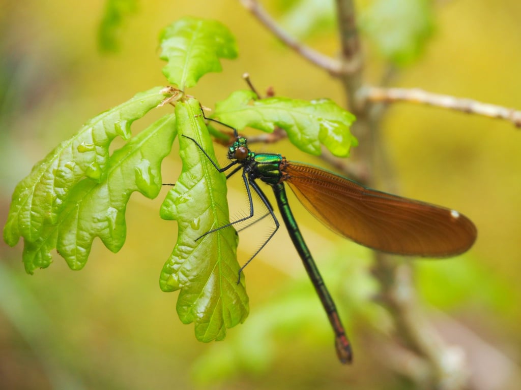 Die Natur hat sich den ehemaligen Todesstreifen zurückgeholt: eine Libelle am „Grünen Band“.