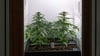 Eine Growbox zum Anbau von Cannabis wird auf der Hanfmesse „Mary Jane“ präsentiert.