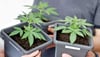 Der Anbau von Cannabis ist an sich gestattet. Bis zu drei Pflanzen dürfen privat gezogen werden. Auch im Kleingarten?
