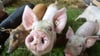 Vor allem in die Schweinehaltung fließt das Geld aus Thüringens Programm zur Tierwohlförderung in Landwirtschaftsbetrieben.