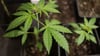 Cannabis-Anbauvereinigungen dürfen Anträge stellen