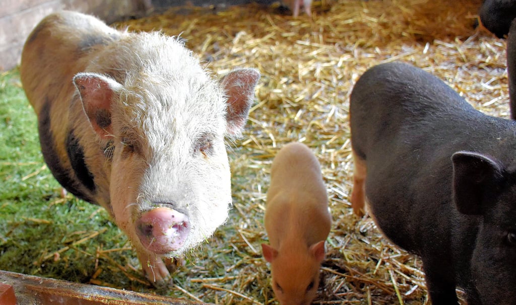 Kürzlich mussten im Saalekreis 32 Minischweine, darunter zwölf Ferkel, auf schlechter Haltung befreit werden.