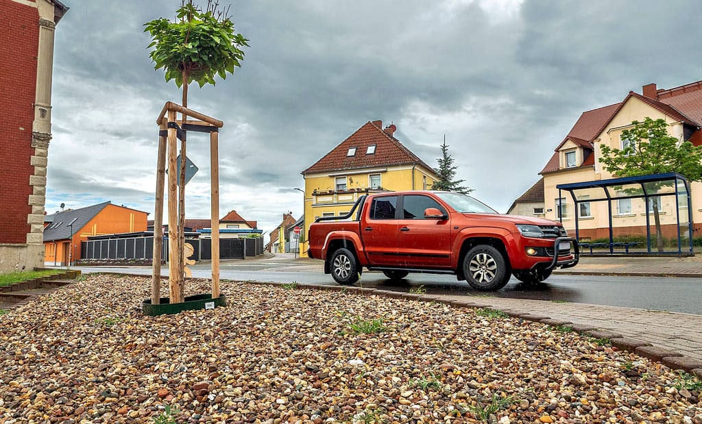 Es steht ein Baum einsam im Kies: Schottergärten sind seit März 2021 in Sachsen-Anhalt verboten. In Leitzkau wurde ein solcher dennoch vom Bauhof um einen neu gepflanzten Baum angelegt.