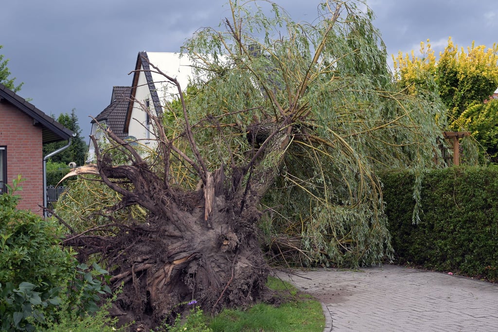 Gestern rückte die Feuerwehr in Cottbus zu zahlreichen wetterbedingten Einsätzen aus. Ein mutmaßlicher Tornado entwurzelte Bäume, zudem wurden Häuser und Autos beschädigt.