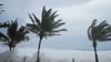 Hurrikan „Beryl“ biegt die Palmen.