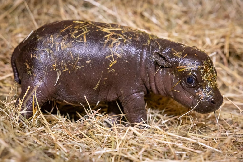 Noch hat das junge Hippo keinen Namen