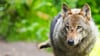 Der Wolf bleibt ein Streitthema zwischen Tierhalten und Naturschützern in Niedersachsen.