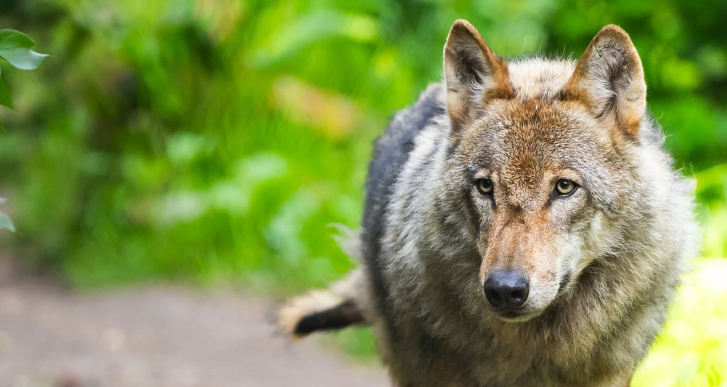 Der Wolf bleibt ein Streitthema zwischen Tierhalten und Naturschützern in Niedersachsen.