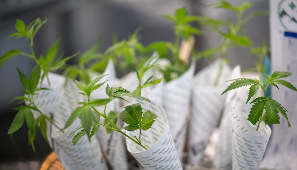 Der Verein Bernburger Bärengrass will im Herbst mit dem Anbau von nichtkommerziellem Cannabis für den Eigenbedarf beginnen.
