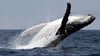 Wale aus Netzen zu retten, kann in Australien teuer werden.