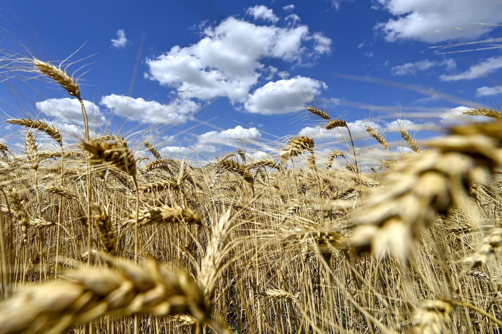 Schülerinnen und Schüler, die ein Praktikum in der Landwirtschaft machen, können dafür vom Land Geld bekommen. (Symbolbild)