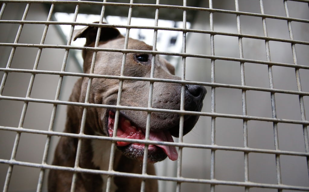 Mehrere Hunde, darunter wohl mit Merkmalen von Listenhunde, wurden in Salzwedel sichergestellt.