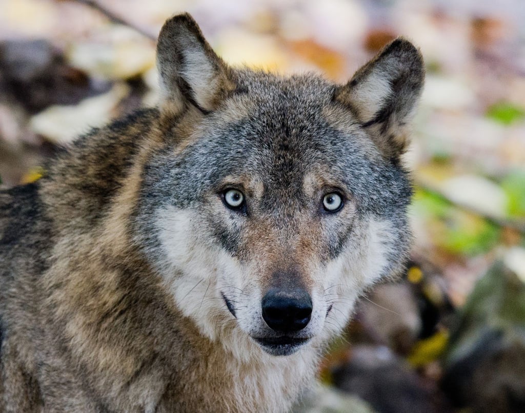 Der Wolf hat es in Thüringen laut Nabu nach wie vor schwer.