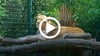 Die Löwen des Magdeburger Zoos machen eine Pause in der Mittagssonne. Laden Sie die kostenlose App „SMART virtuell“ auf Ihr Smartphone. Öffnen Sie die App und scannen Sie dieses Foto. Das Video startet dann automatisch.
