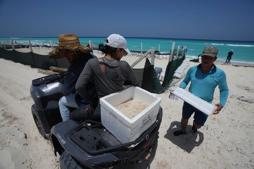 Auf der Halbinsel Yucatán bereitet man sich vor - auch Schildkröteneier werden in Cancún in Sicherheit gebracht.