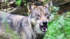 Der Landkreis Aurich will einen strenggeschützten Wolf abschießen lassen. Als Grund für eine Ausnahmegenehmigung nennt die Behörde ein „wiederkehrendes problematisches Rissverhalten“
