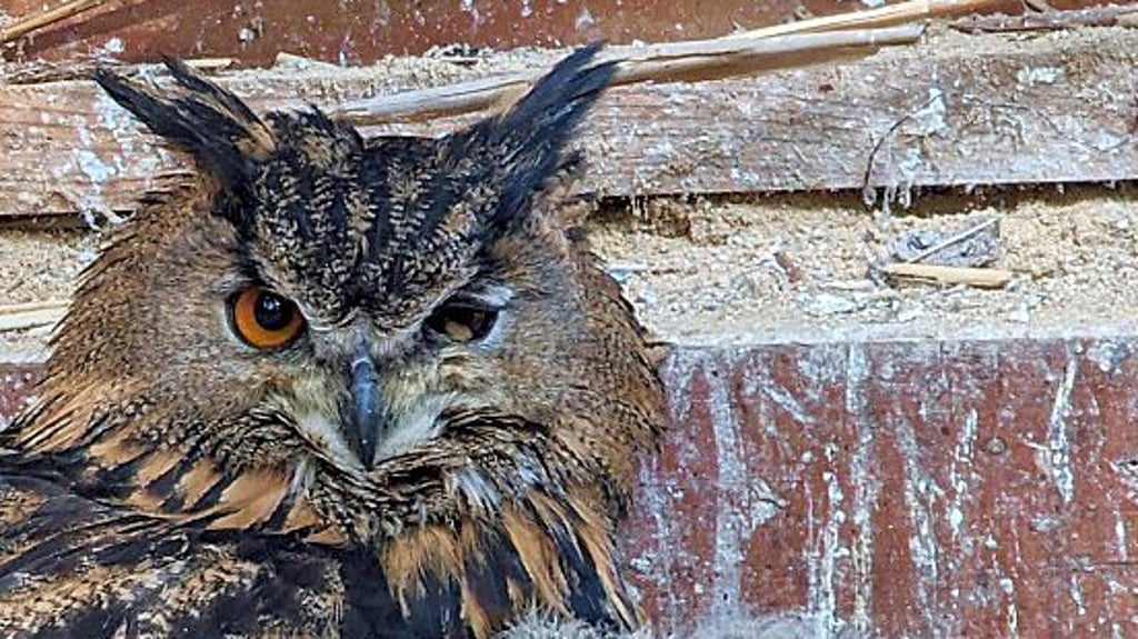 Die Uhu-Küken im Heimatnaturgarten Weißenfels mit einem Elterntier