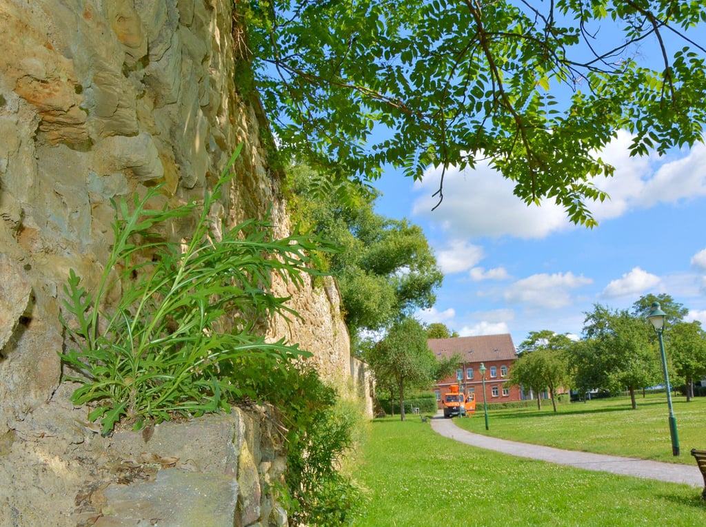 Bäume und andere Pflanzen machen sich auf und an der Schönebecker Stadtmauer breit. Aus diesem Grund werden jedes Jahr Gelder beim Bauhof für Maßnahmen an der Mauer eingeplant.