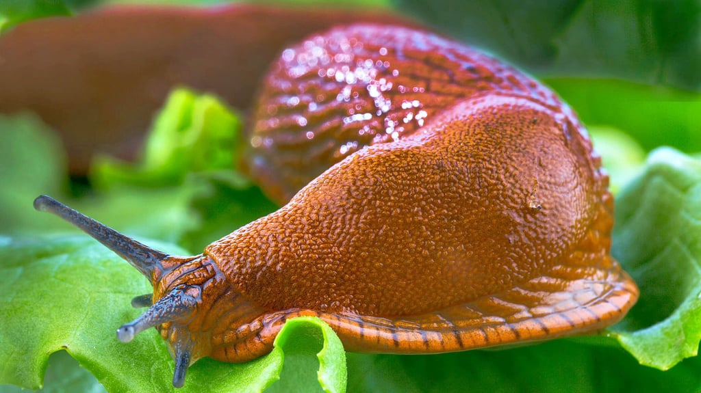 Die Spanische Wegschnecke, der Alptraum vieler Hobbygärtner. Sie frisst ganze Beete leer.