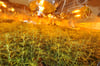 Cannabisplfanzen stehen in einer Indoorplantage. Eine Ausrüstung für eine solche Plantage wurde nun auch bei Duchsuchungsmaßnahmen in der Einheitsgemeinde Kalbe gefunden und sichergestellt.