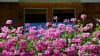Blütenzauber am Balkon: Regelmäßiges Ausputzen hält Geranien gesund und blühfreudig.