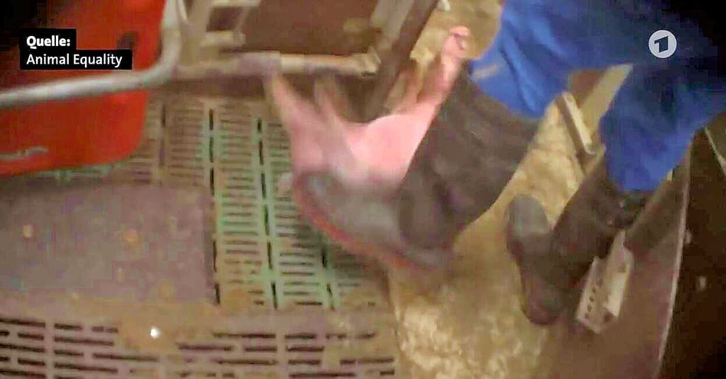 Ein Mann tritt nach einem Ferkel. Das Bild ist ein Screenshot aus einem Beitrag aus dem ARD-Magazin Kontraste. Ein Tieraktivist hatte unter anderem diese Szene verdeckt aufgenommen und der ARD zugespielt.