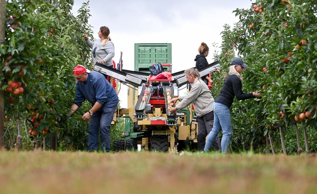 Agrargenossenschaften bewirtschafteten im vergangenen Jahr 27 Prozent der Landwirtschaftsfläche in Sachsen-Anhalt.
